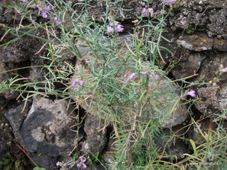 rderia-18-11-2012 12-20-12